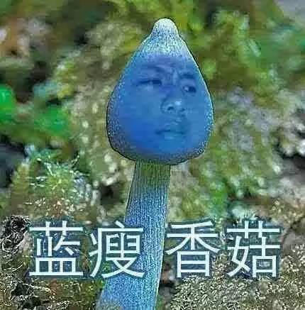 網紅第一名：藍瘦香菇（火爆指數：★★★★★）